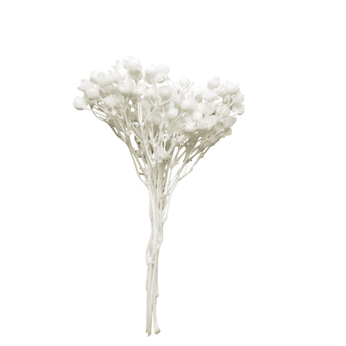 Foto de Árboles blanco para maquetas 2-4 cm 